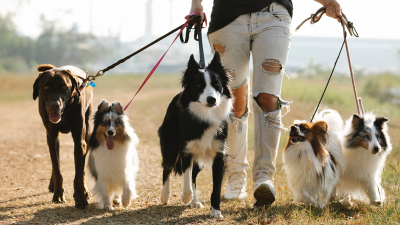 Dog Walking Tips