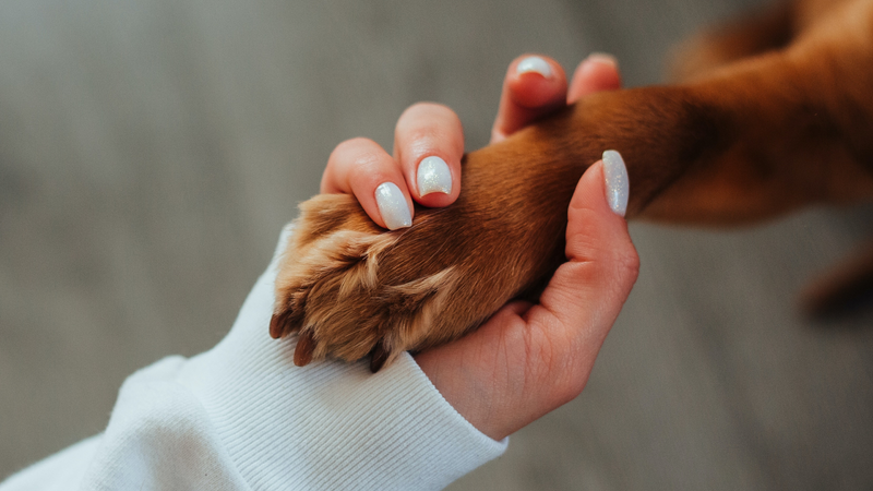 Bonding with Your Dog
