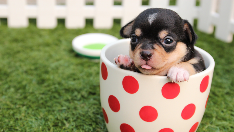 Unique Puppy Names