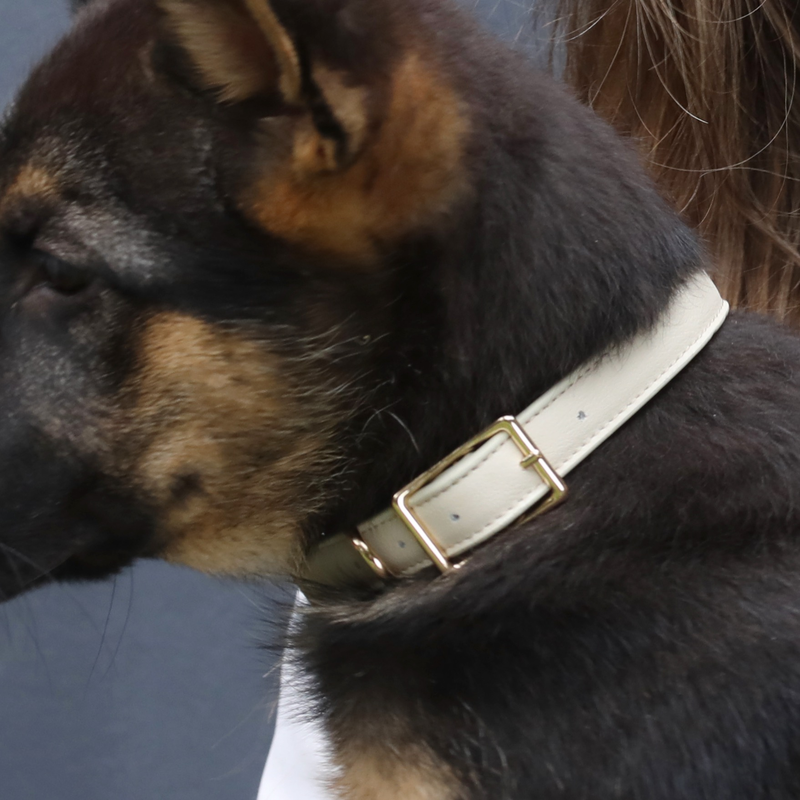 dog collar