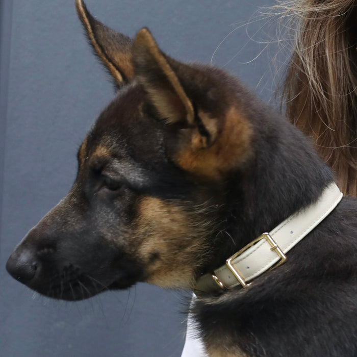 Billie dog collar in sand