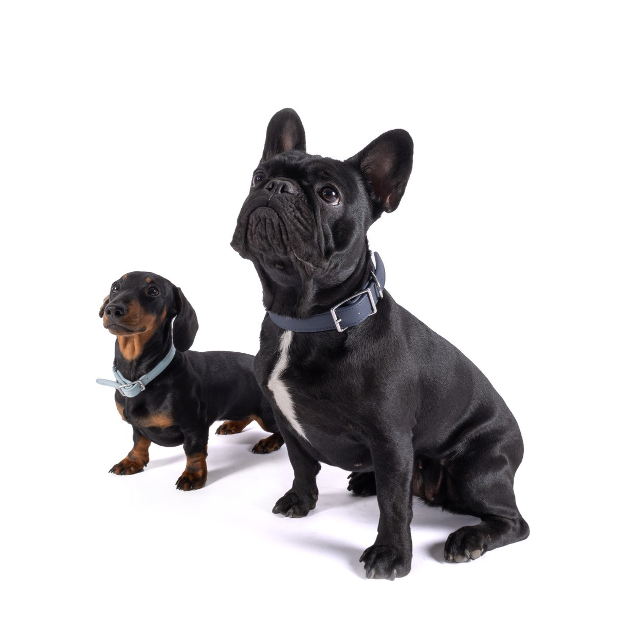 Armani and Gucci wearing Navy and Ice Blue Billie collars
