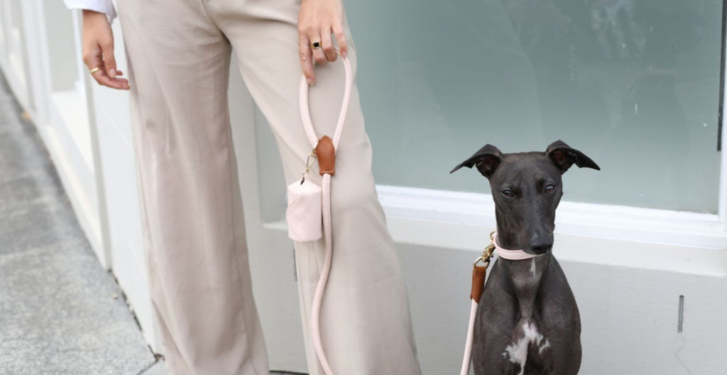Best leather online dog collars