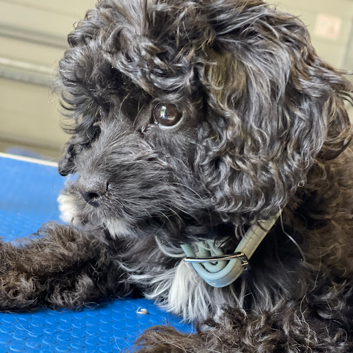 Pale blue collar on Cavoodle