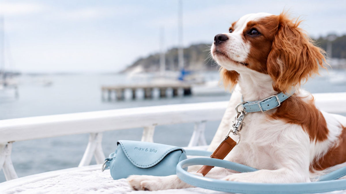 Modern luxury for dogs