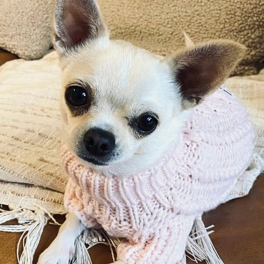 Minni the Chihuahua wearing pink dog sweater