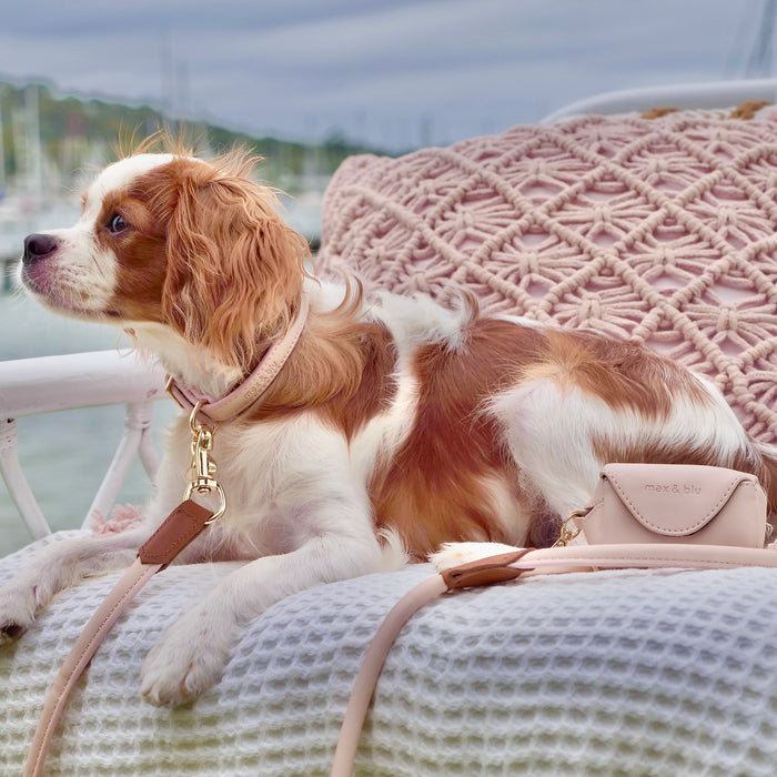 cute dog sitting on lounge wearing pink blush collar and lead set with waste bag pouch attached to lead.