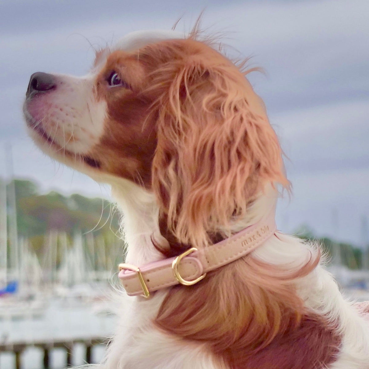 Billie Dog Collar - Pink Blush