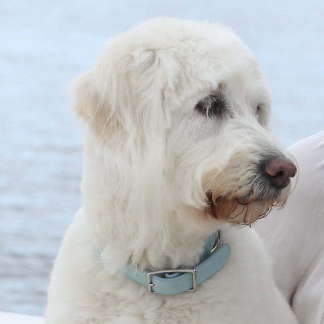 Pale blue collar on Marley