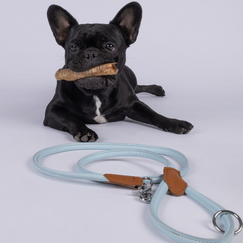 Cute black French bull dog with stick in mouth